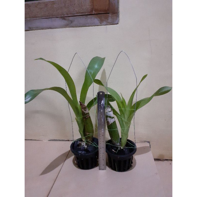 Grammatophyllum Scriptum