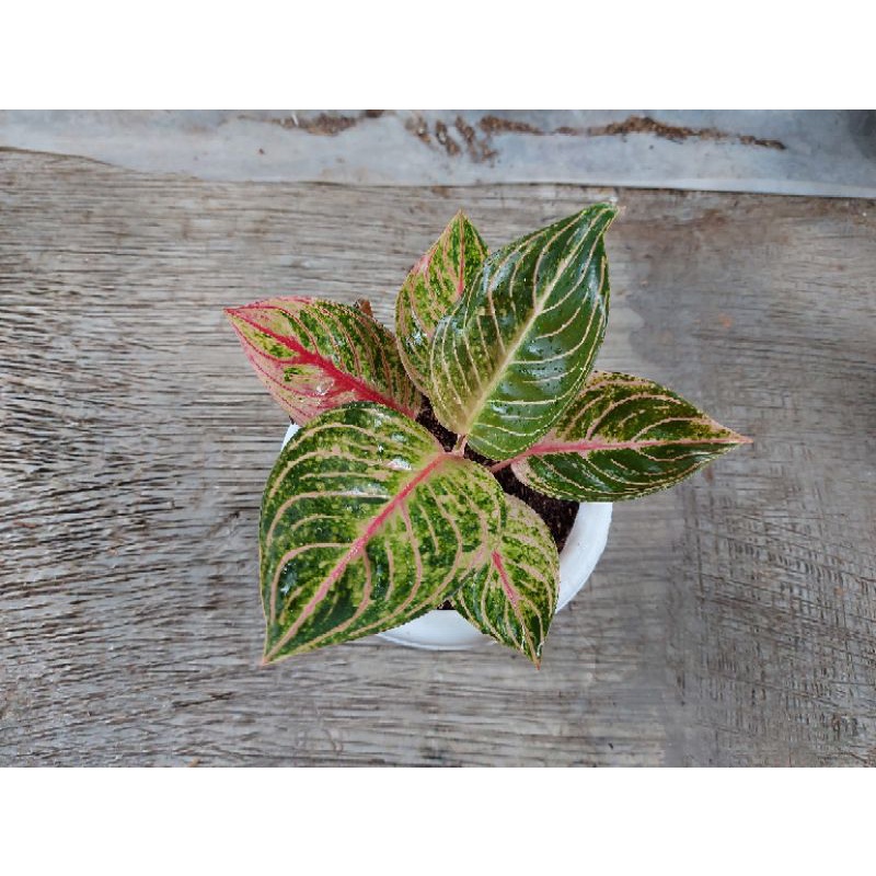 Aglaonema Esmeralda remaja