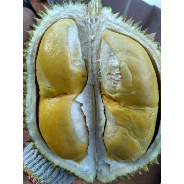 Unduh 91 Gambar Durian Mentega Terbaik 