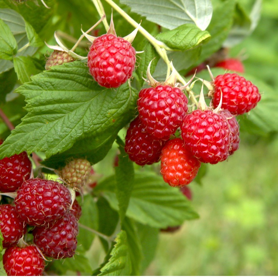 10 Benih Bibit Raspberry Merah Tanaman Buah Buahan Rasberry Red Rubus Strigosus Unggul Berkualitas