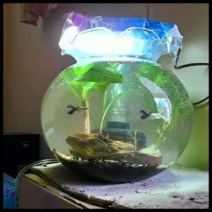 Fish Bowl 7 Liter SHELLA Aquarium Bulat 7L Toples Ikan Undian Akuarium