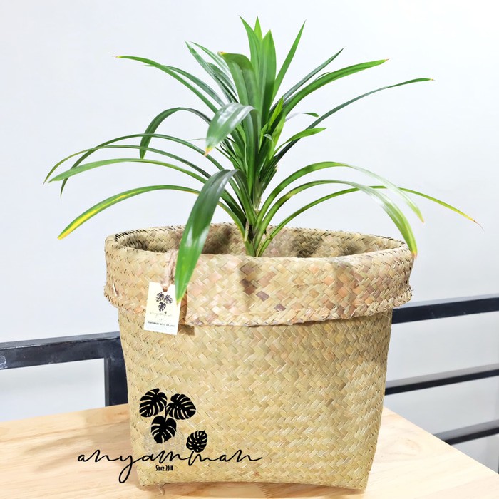 Unik Keranjang Anyaman Purun/Cover Pot Tanaman Anyaman Purun D40cm Berkualitas