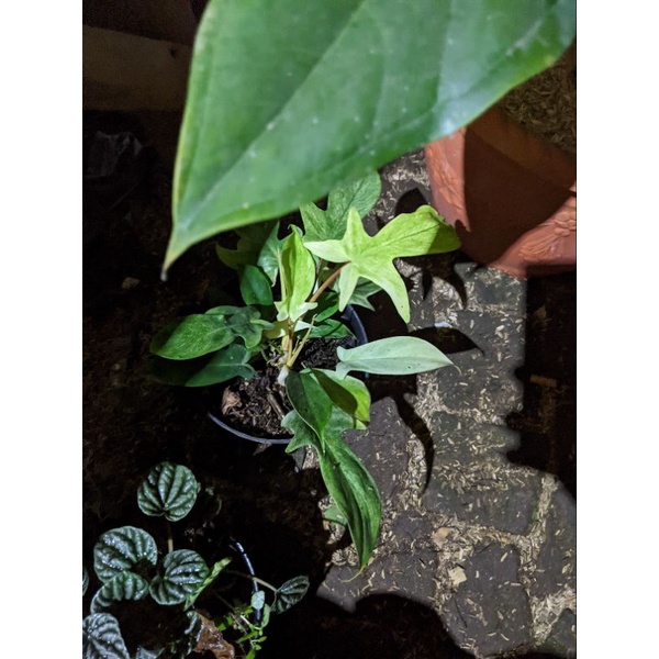 Link CO Live Produk 1 Kg Diatas 70 Ribu