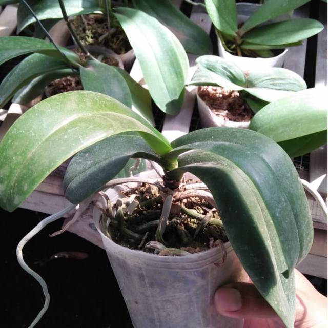 Anggrek bulan dewasa afkir