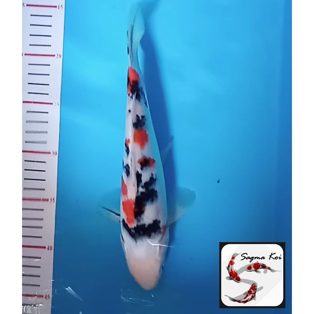Koi Sanke Lokal Blitar 25 CM