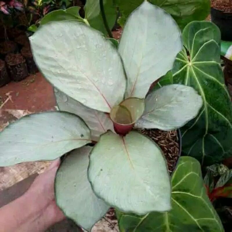 Tanaman hias calathea silver / tanaman calathea silver / tanaman calathea / tanaman hias calathea