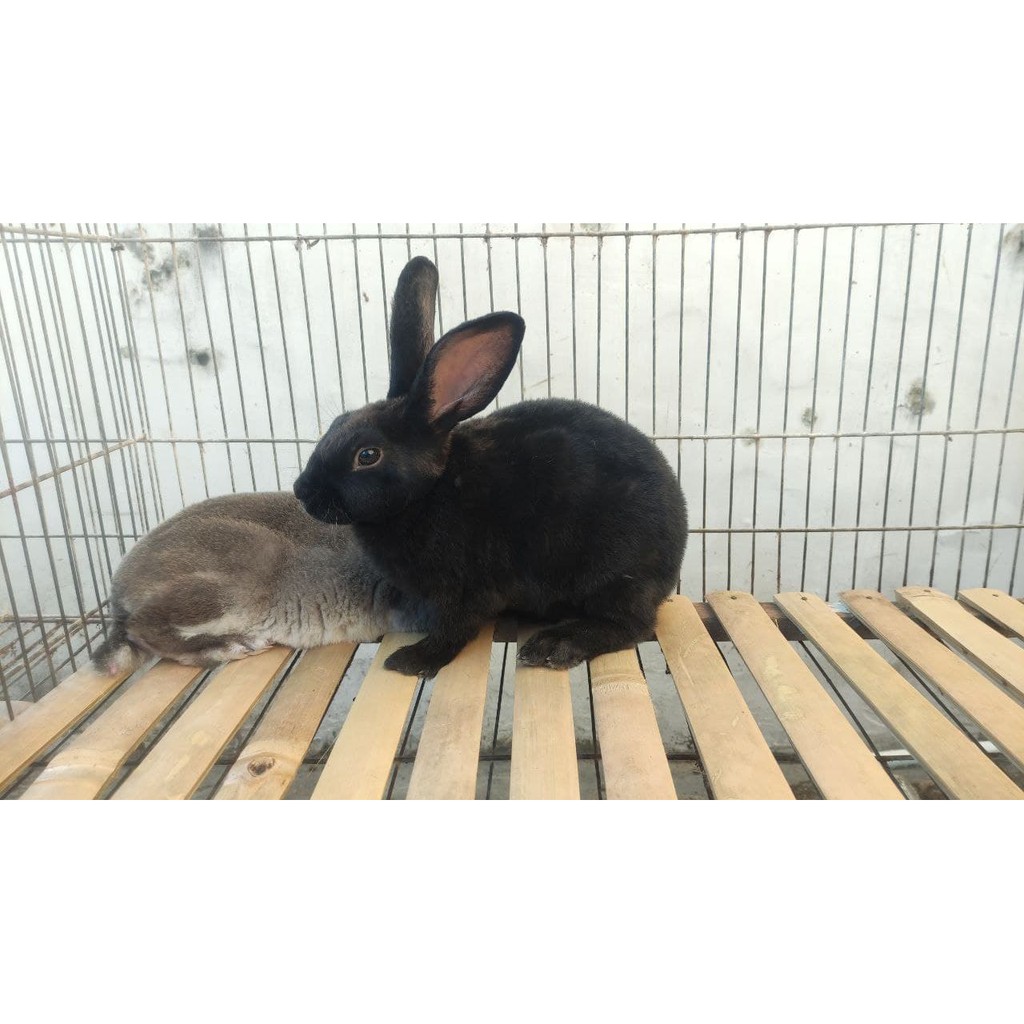Alas Kandang Kelinci Kucing Anjing Bahan Bambu Footrest Bambu Alas Kandang Hewan-2