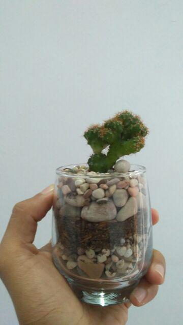 Kaktus Dan Sekulen ( Minimal 30 Packs )