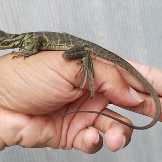 Vrn Nebu Shopee Indonesia