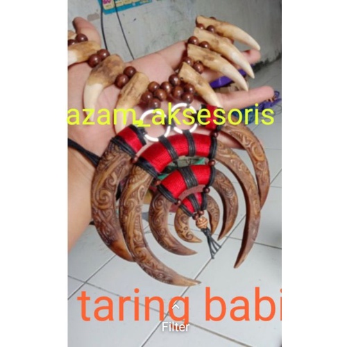 taring babi etnik khas dayak