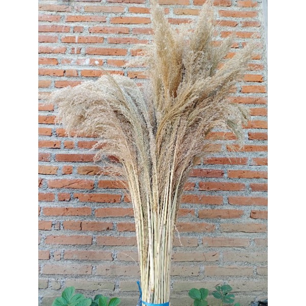 Pampas Bulu/Dried Pampas Bulu Lokal/Pampas Grass/Bunga Kering Aestetic