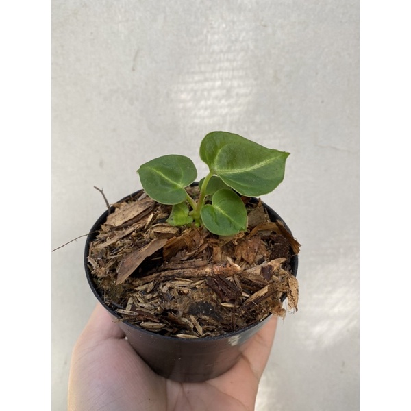 Tanaman Hias Anthurium Dressleri | Anthurium Kuping Gajah Desleri / Anthurium Kuping Gajah Deslery