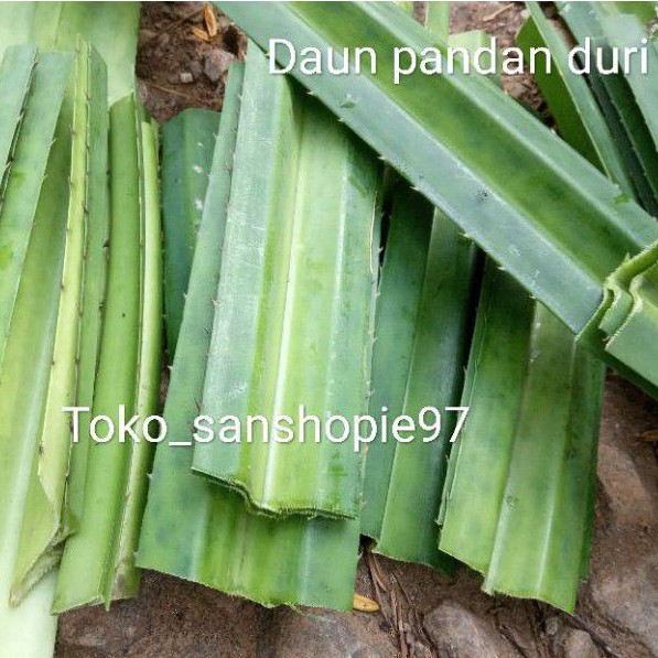 

Jual daun pandan duri segar paket 500 gram restock