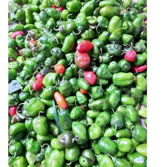 

Mari Dicoba☄️ cabai gendot asli dieng ( PROMO HARGA TERMURAH) |Trend|Update|Hanya hari ini