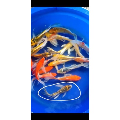 koi kumpay antikan sisik naga 4 ekor size 18-20cm