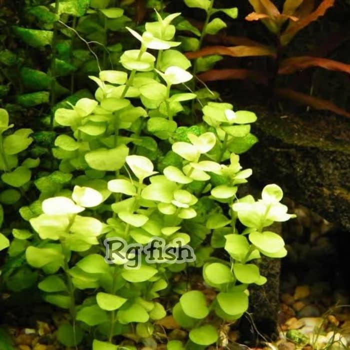 Tanaman Aquascape Lysimachia Aurea Murah Shopee Indonesia