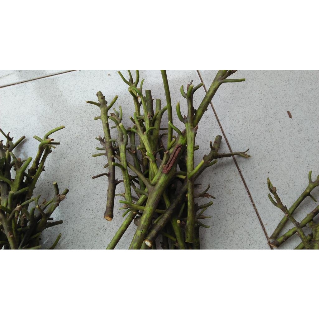 Entres Cutting Batang Segar Alpukat Hass