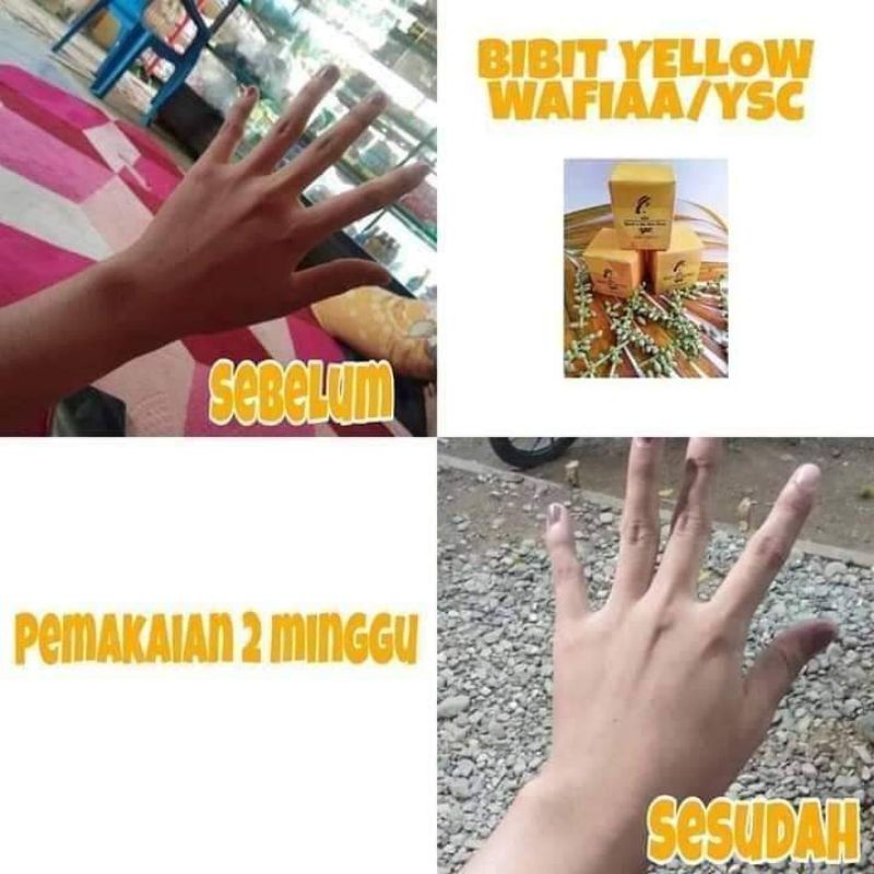 BIBIT YELLOW WAFIA YSC /BIBIT PEMUTIH BADAN