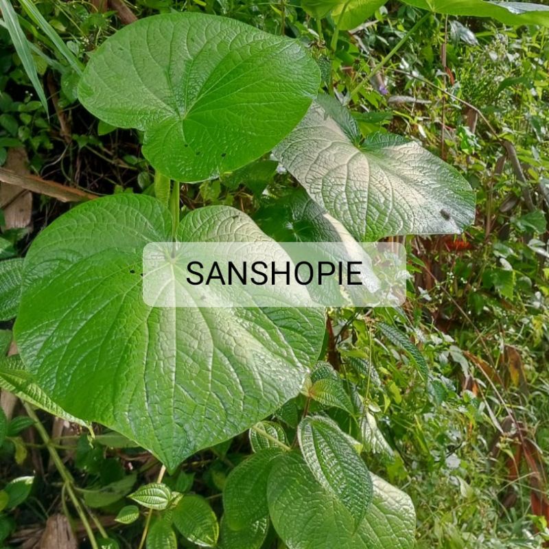 

Daun gedebong segar petik langsung 500 gram