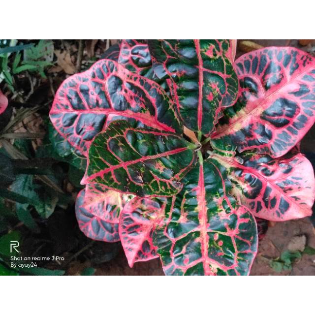 Pohon puring kura - puring kura - pohon puring - puring