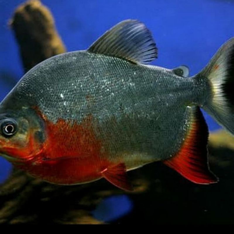 Ikan Hias Bawal Borneo Pacu Aquarium Aquascape