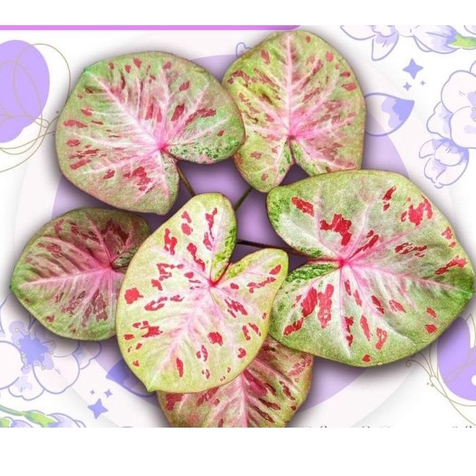 caladium H02/phattaya