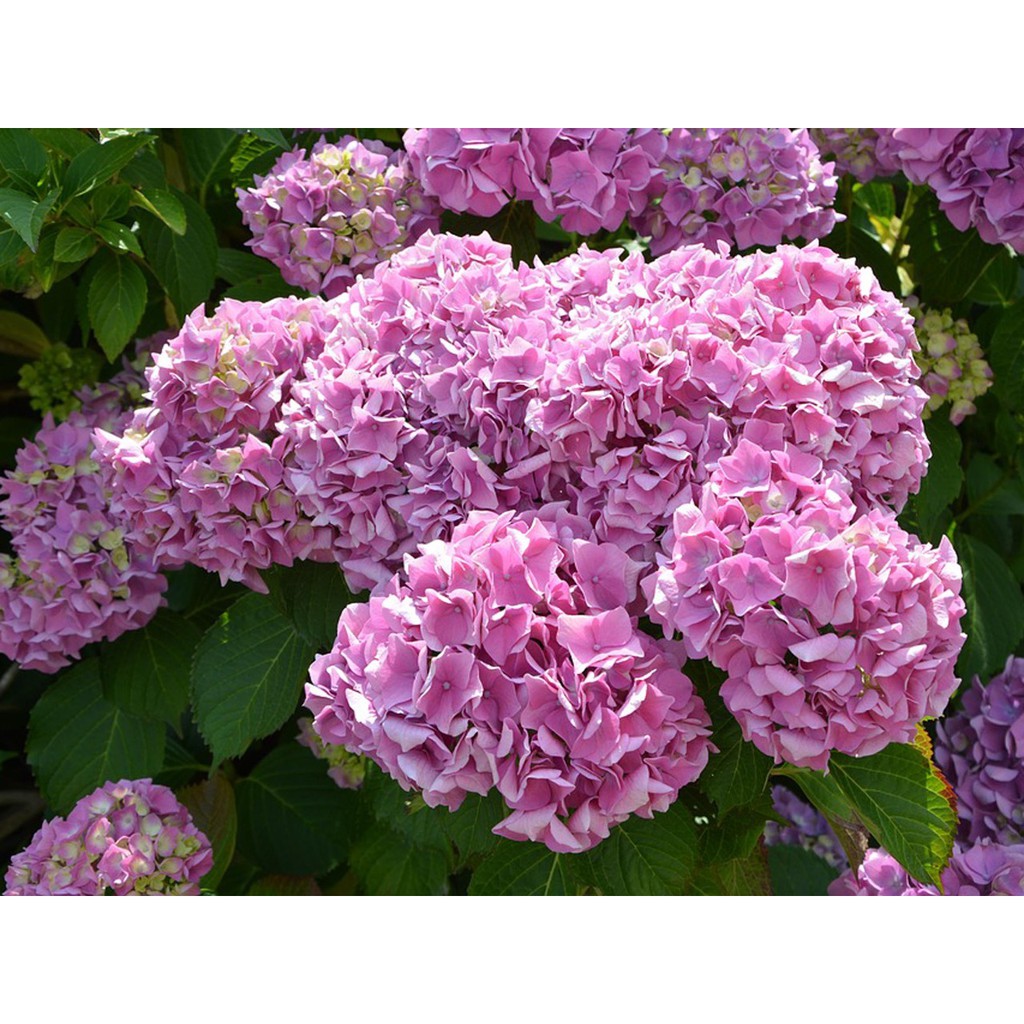 Bibit Benih Biji Bunga Hydrangea Light Pink - Biji Tanaman Pohon Bunga Hydrangea Light Pink - COD