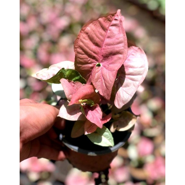 Tanaman Hias Syngonium Pink Neon Robusta Bunga Hias Syngonium Singonium Pink Neon Robusta Murah