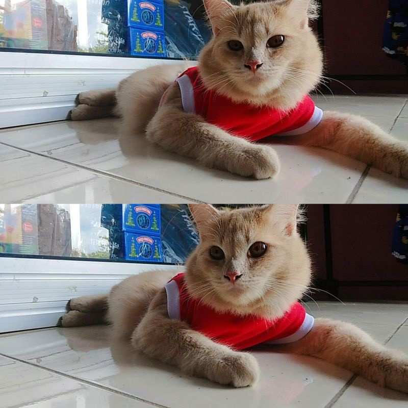 Baju Kucing Anjing Ukuran S