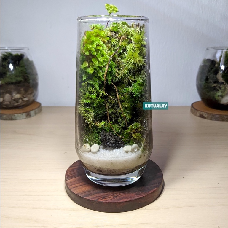 Terrarium Gelas Hutan Mini Forest Terarium Glass Hiasan Tanaman