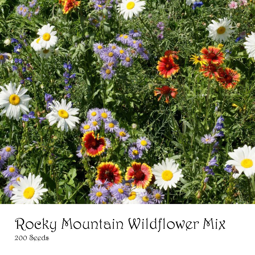 PlantaSeed - 200 Seeds - 18 Jenis Rocky Mountain Wildflower - PAS0230