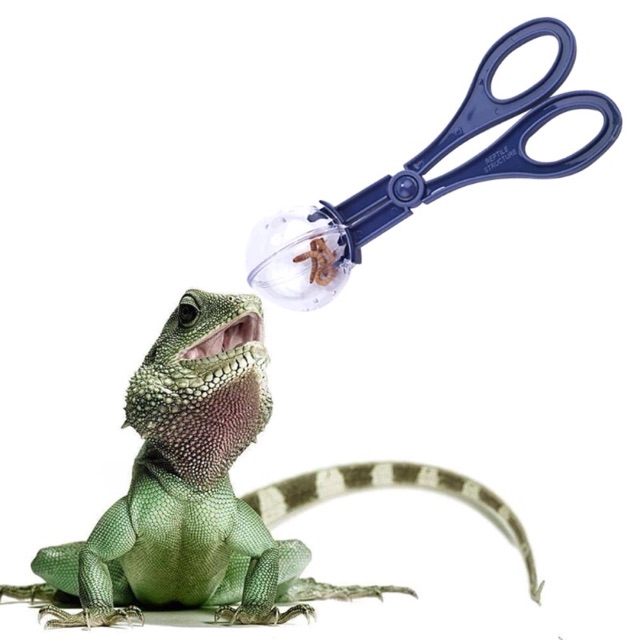 Reptile Terrarium Spider Cricket Clamp Aquarium Litter Feeding
