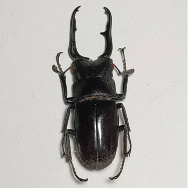 AWETAN SERANGGA ASLI / TAXIDERMY KUMBANG CAPIT GIRAFFA KECIL