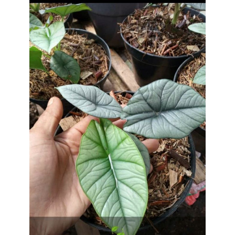 alocasia bisma