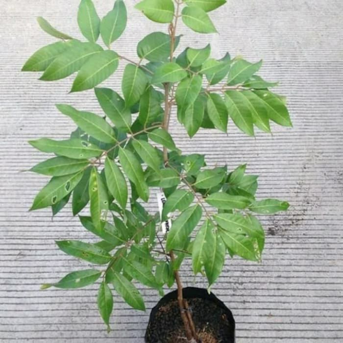 tanaman pohon kelengkeng / bibit pohon kelengkeng