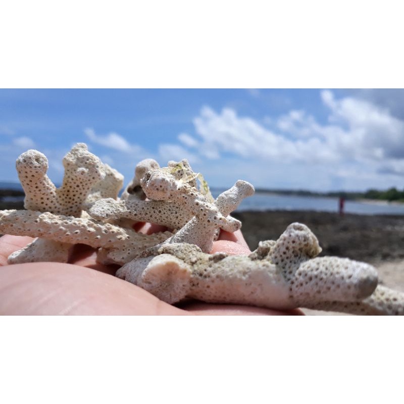 batu karang laut