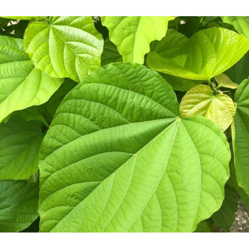 

Daun Herbal Paliasa / Monto / Tahongai (Kering/Basah) 40 Lembar + Bonus