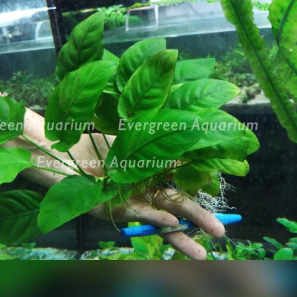 ♤ Jumbo Anubias Barteri Nana ✱