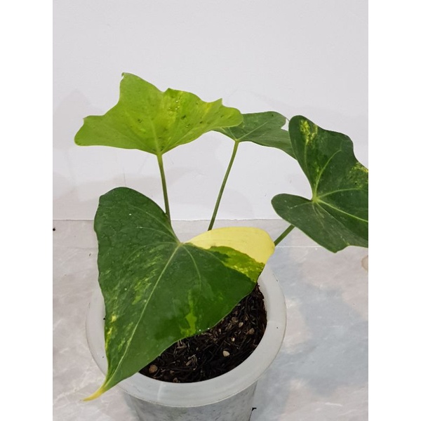 Anthurium Pterodactyl Variegata