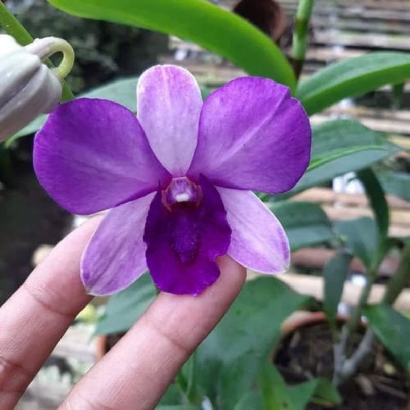 Seedling Dendrobium