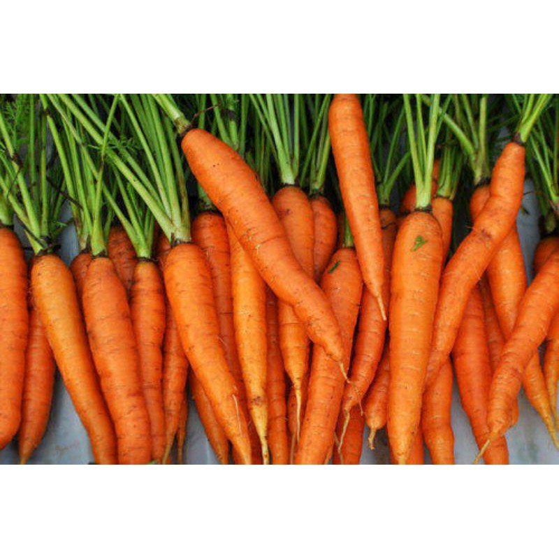 

wortel organik atau organic carrot