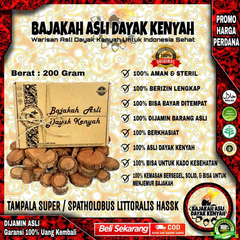 

BAJAKAH TAMPALA SUPER 200Gr - SPATHOLOBUS LITTORALIS HASSK- BAJAKAH ASLI DAYAK KENYAH