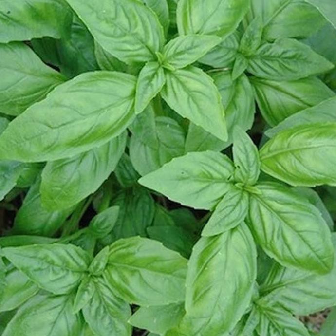

Order Biji Benih Sayur Basil Hijau Import Ayo Order