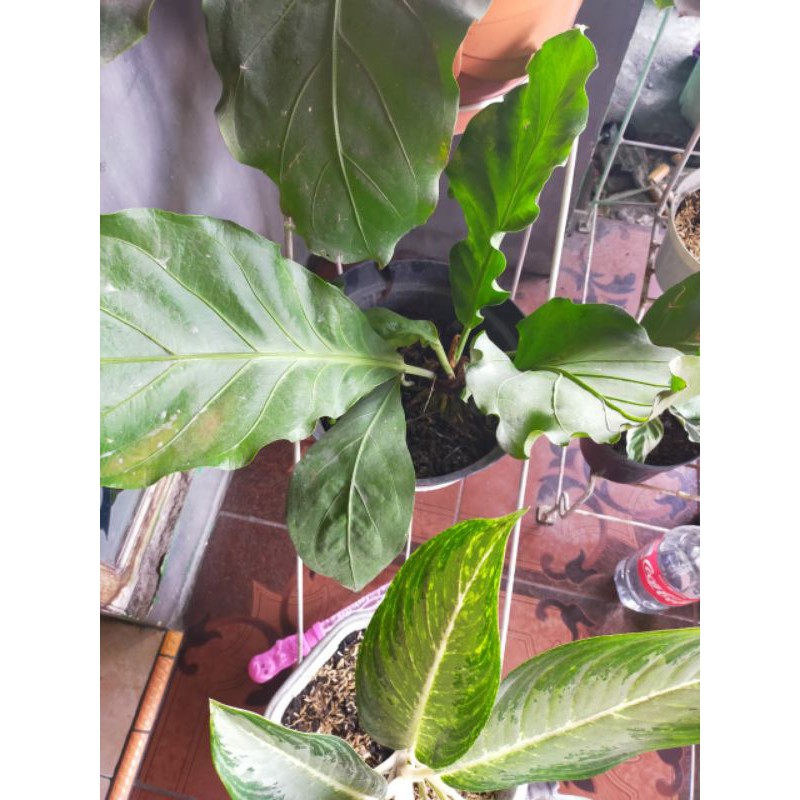 Anturium Blasteran Anthurium Jemani Gelombang  Cinta