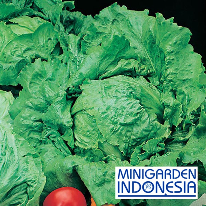 benih selada hijau LETTUCE WEBBS WONDERFUL 50 BIJI bibit sayur selada green lettuce hidroponik F1 fothergills