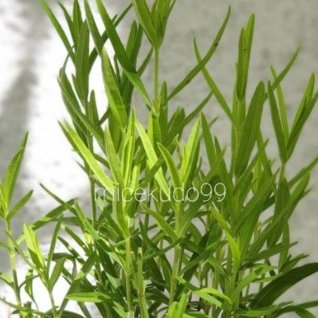 

DAUN TARRAGON SEGAR 50GR ORGANIK / FRESH ORGANIC TARAGON LEAVES LEAF HERB