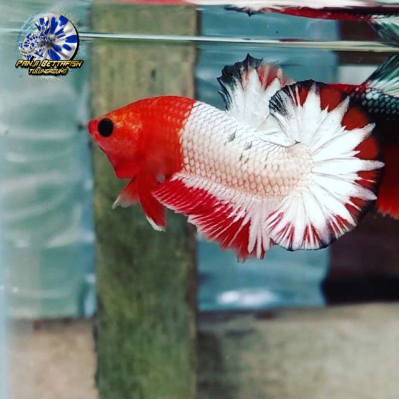 Ikan Cupang FCCP Red Head / Army