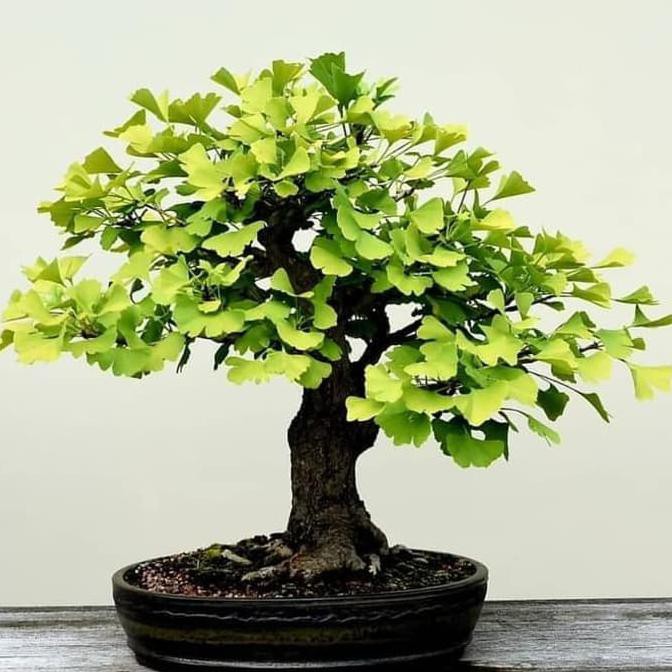Sale Biji Benih Seed Tanaman Herbal Hias Ginkgo Biloba Terbaru