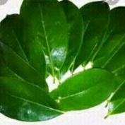 

DAUN SIRSAK SEGAR/20 LEMBR DAUN SIRSAK/DAUN SIRSAK ORGANIK FRESH/DAUN MORIS SIRSAK BASAH 13LOVE-SHOP
