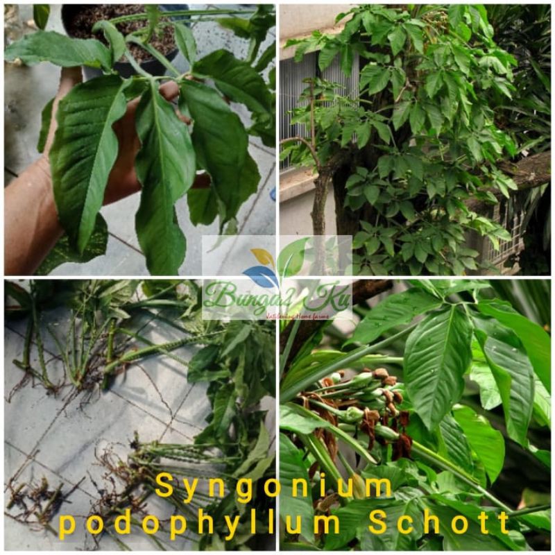 Syngonium podophyllum Schott